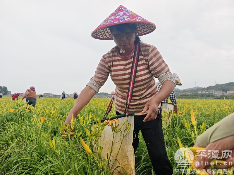 凤美村台湾金针花基地迎来丰收季