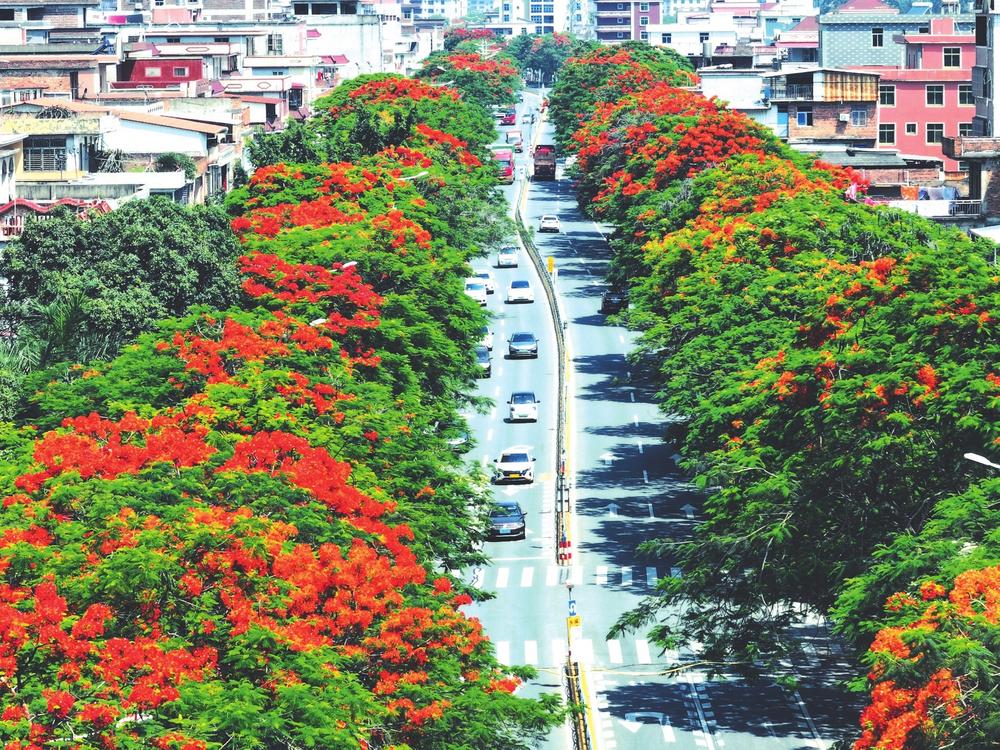 凤凰花开  