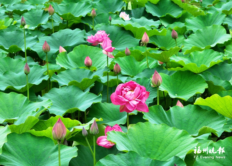 金山公园近60种荷花盛放 千瓣莲超惊艳