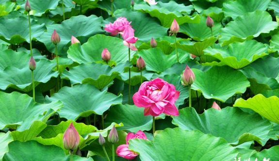 金山公園近60種荷花盛放 千瓣蓮超驚艷