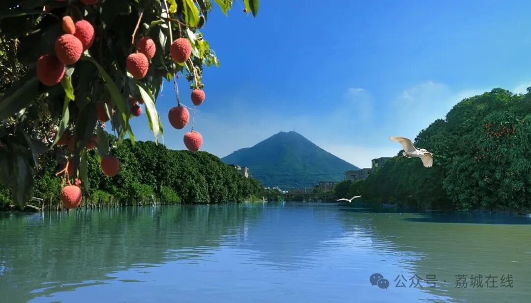 荔城：深耕产业沃土 绘就乡村全面振兴新图景