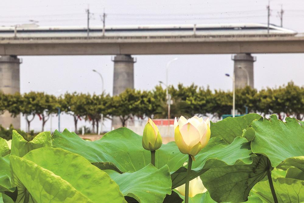 石狮湿地公园：荷塘初绽俏新荷