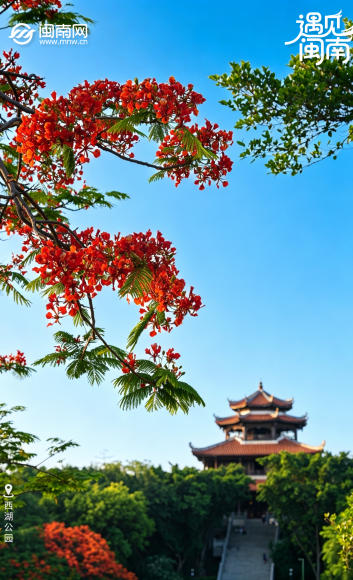 遇见闽南丨凤凰花开日，金榜题名时！