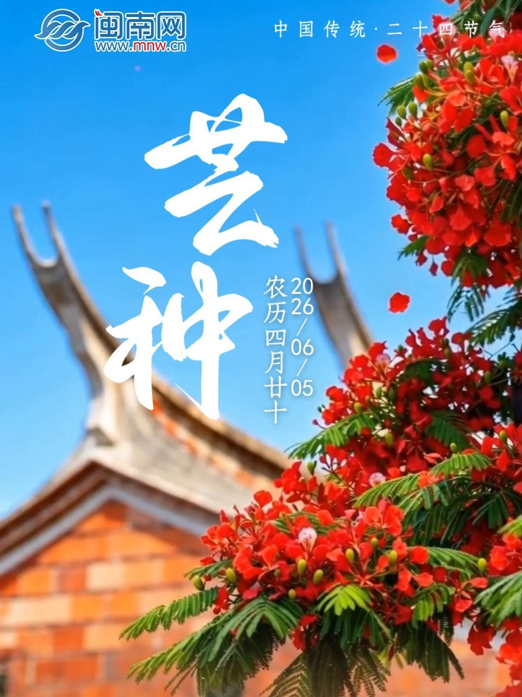 遇见闽南 节气之美丨芒种