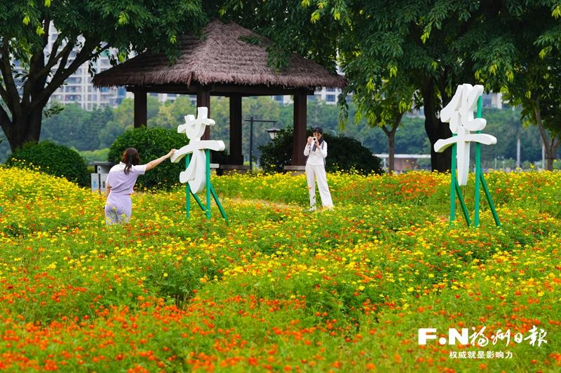 福州新版硫华菊花海亮相