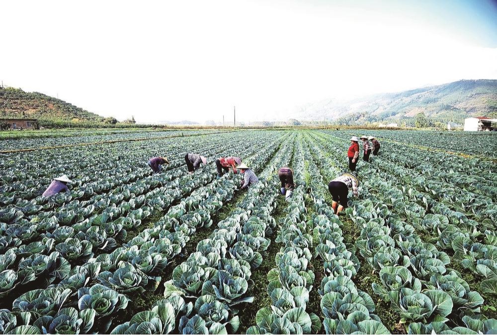 漳州平和：昔日“一果独大” 今朝绿意千重
