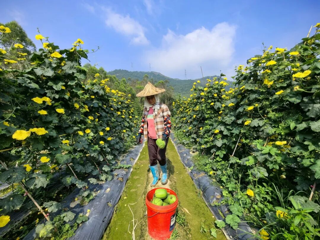 圆滚滚像苹果！华安特色丝瓜迎来首采