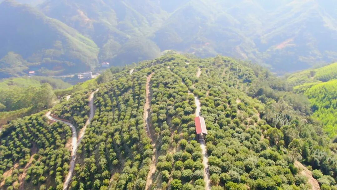 防火又“生金”！华安良种木荷变身林农“绿色银行”