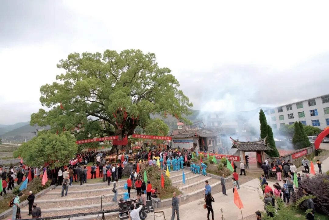 瓷都林业 守望古树 | 古樟守乡土，文旅促振兴