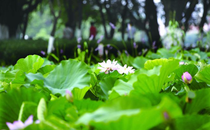 六月荷花香满湖 红衣绿扇映清波