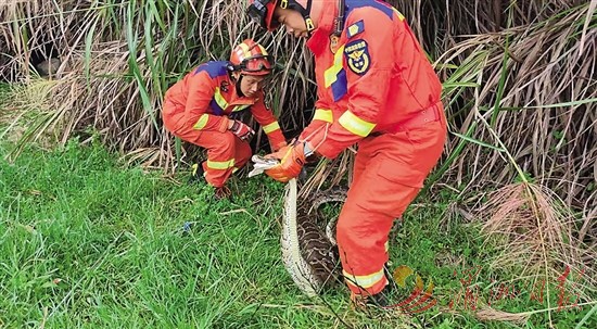 莆田涵江：巨蟒吞食小羊 消防员将其野外放生