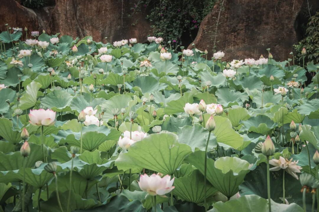 花开满池，刺桐公园夏日荷景已上线！