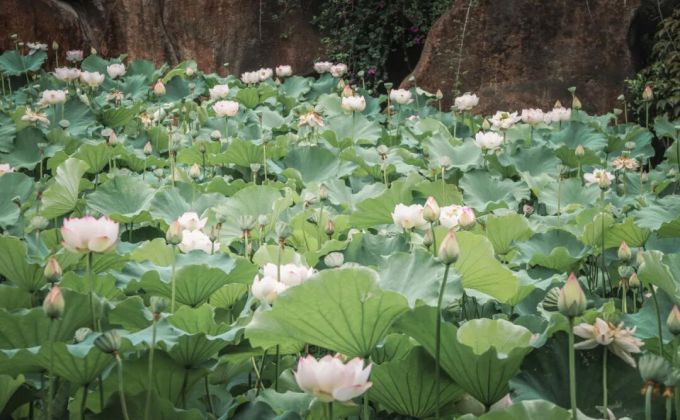 花开满池，刺桐公园夏日荷景已上线！