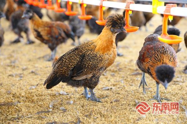 三明泰宁：乌凤鸡养殖基地正式投产