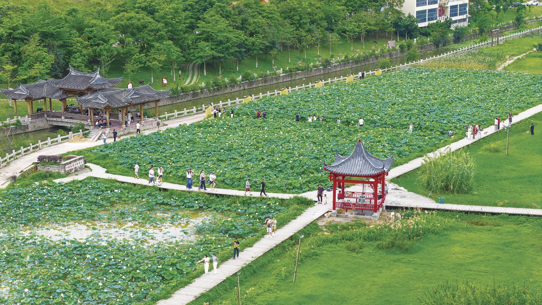 安溪城厢镇：荷花迎来盛花期