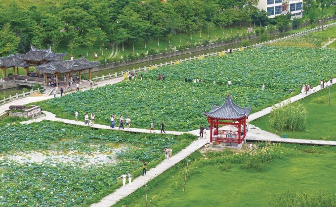 安溪城厢镇：荷花迎来盛花期