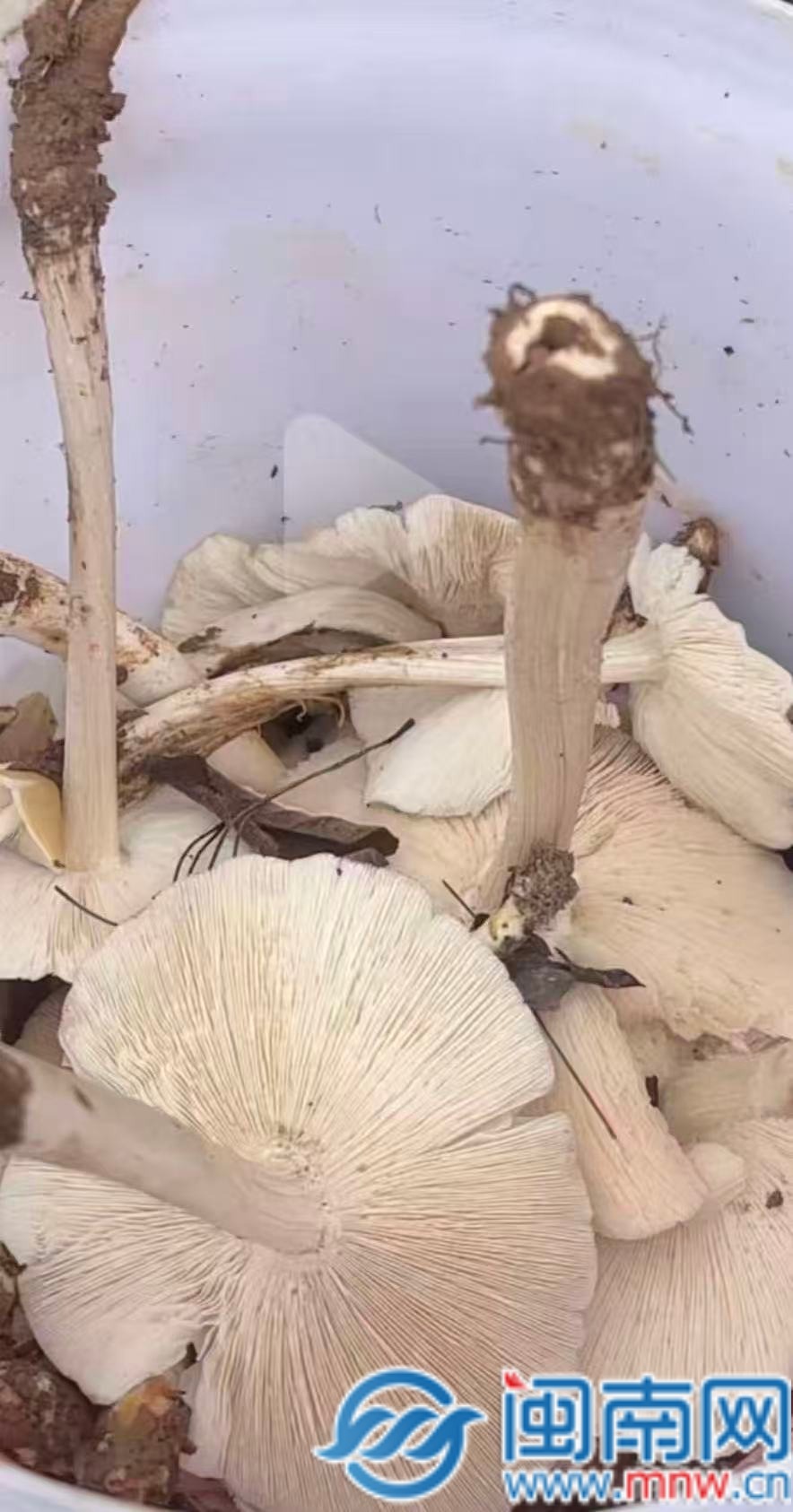 危险！采食野生蘑菇、食用苦瓠瓜，泉州多人中毒送医