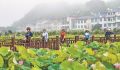 松溪县茶平乡刘屯村百亩荷塘进入盛花期