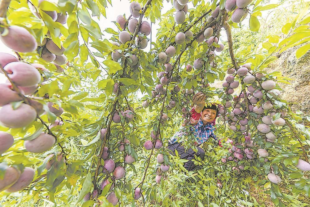 芙蓉李丰收