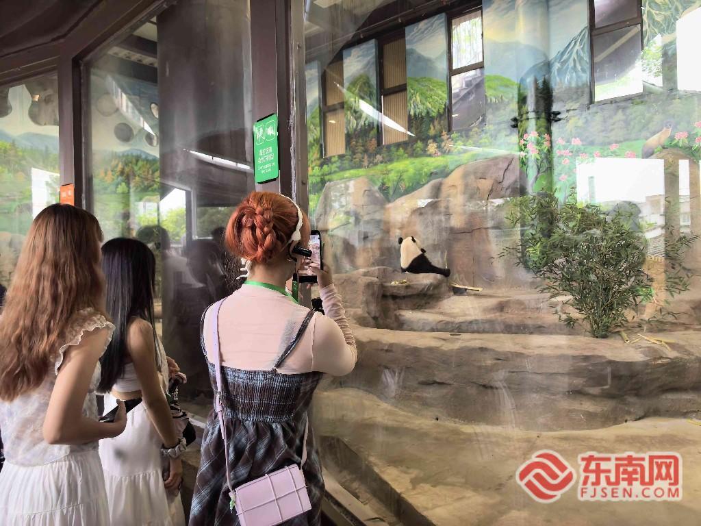 两岸青年齐聚福州熊猫世界 开启科创文化交流之旅