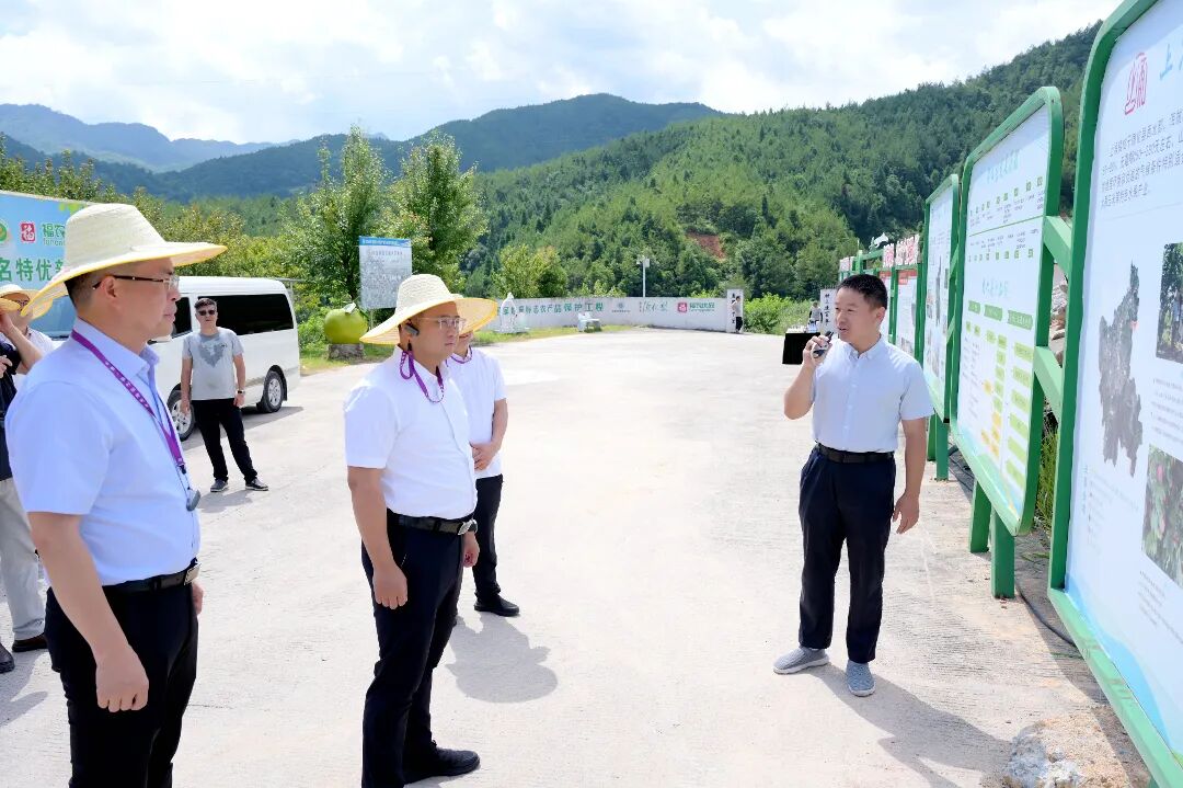 上涌镇上涌村德化梨产业1.JPG