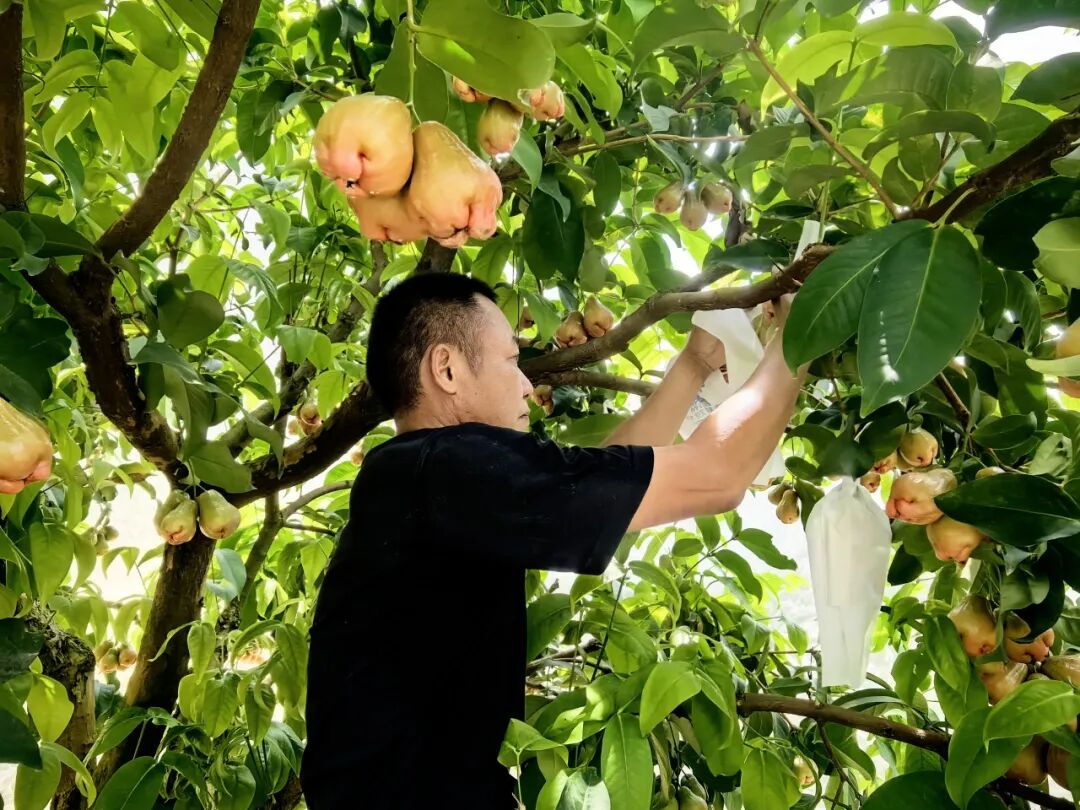 华安“黑糖芭比”首挂果 精管细护待游客采摘