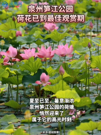 泉州笋江公园荷花已到最佳观赏期！