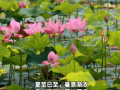 泉州笋江公园荷花已到最佳观赏期！