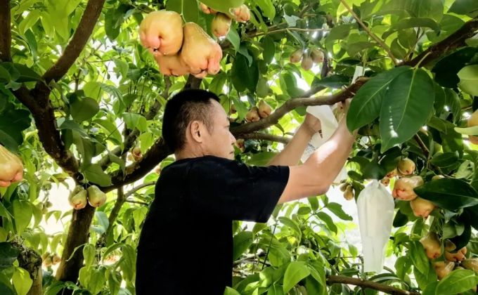 华安“黑糖芭比”首挂果 精管细护待游客采摘