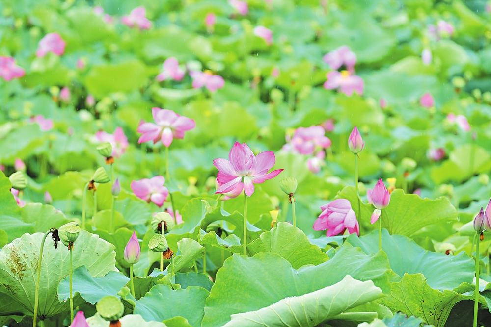 南安：盛夏不挡花开美