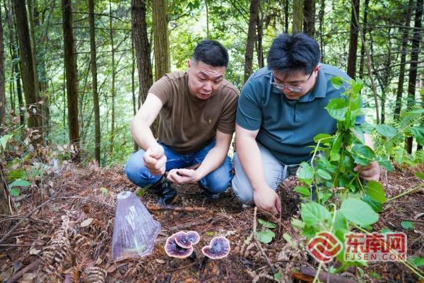 三明泰宁：“试种经济”催生林下荒地再生金