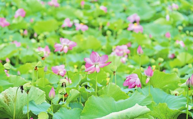 南安：盛夏不挡花开美