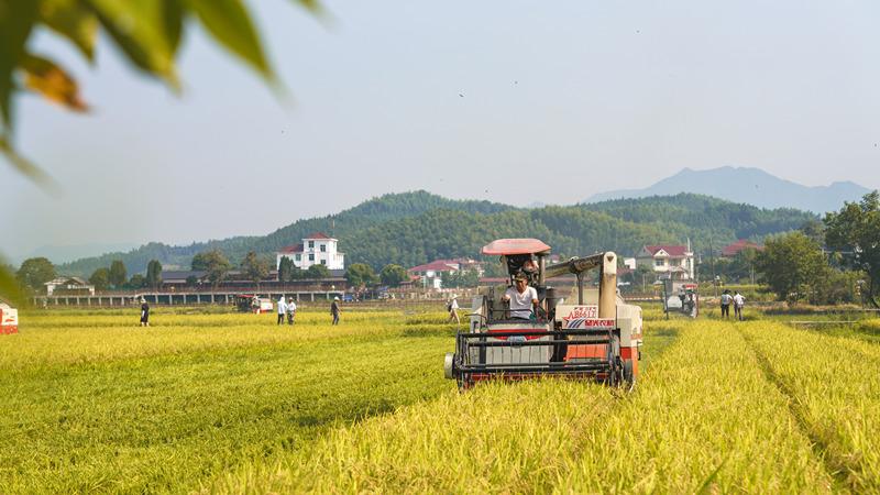 三明建宁县以“四化”助力国家级制种大县提质工作侧记