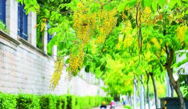 腊肠树花开 晋江下起“黄金雨”