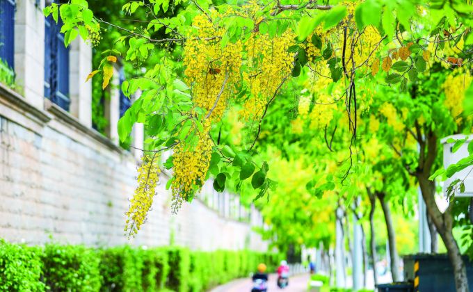腊肠树花开 晋江下起“黄金雨”