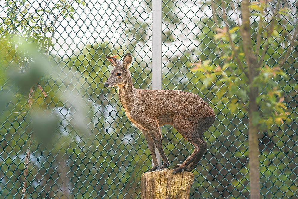 柘荣县：林麝养殖如何造富山村