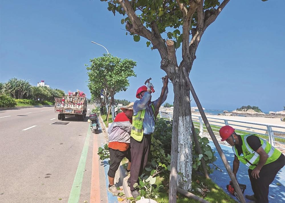 石狮：修剪加固树木 筑牢防风屏障