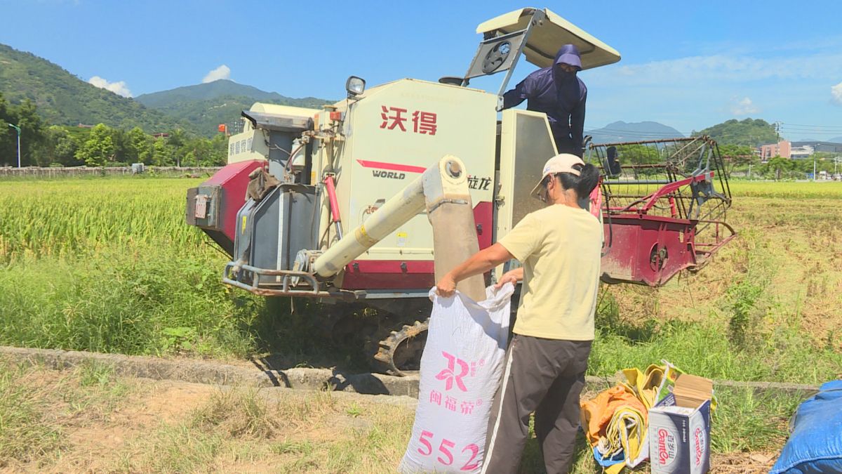 与台风赛跑 永春抢收早稻保丰收