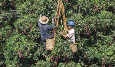 安溪蓬萊鎮(zhèn)鶴前村2500多株“狀元紅”古樹荔枝紛紛成熟
