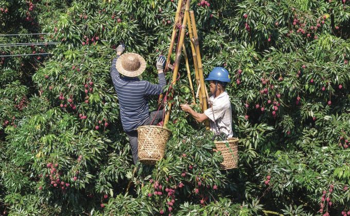 安溪蓬莱镇鹤前村2500多株“状元红”古树荔枝纷纷成熟