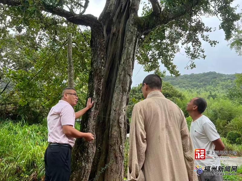 落实古树名木“一树一档” 福州守护“绿色文物”再加码
