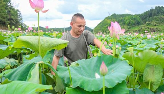 三明建寧：一產接二連三 荷香“鏈”環記