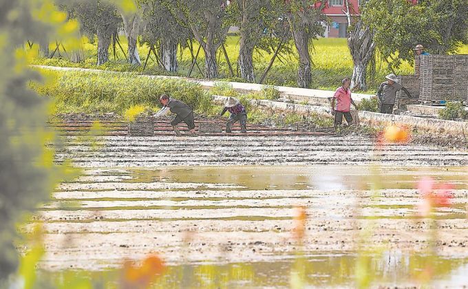石狮湿地公园：农民抢抓农时开展水稻育秧作业