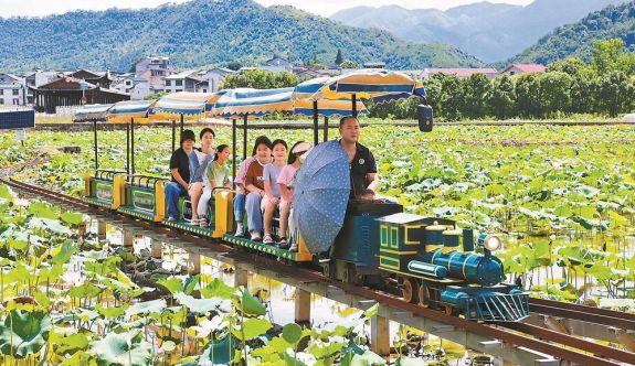 武夷山市五夫鎮萬畝荷塘進入盛花期