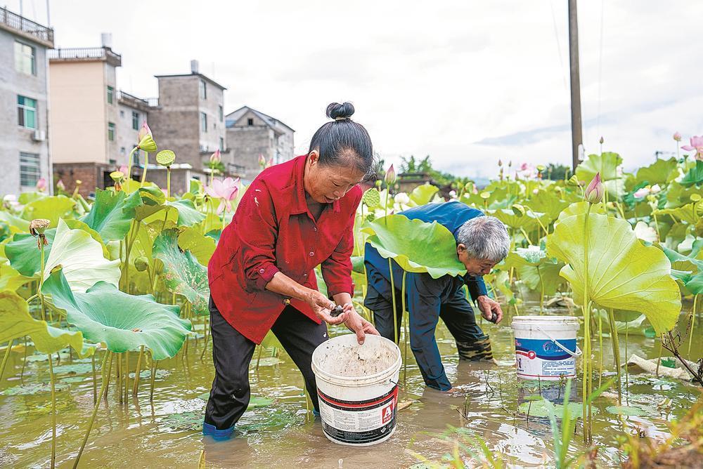 松溪县：荷塘里，他们收上了螺