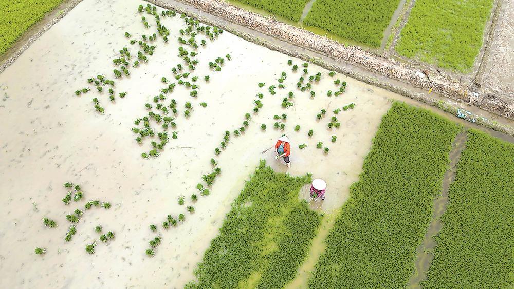 邵武市肖家坊镇全面推进水稻制种插秧作业
