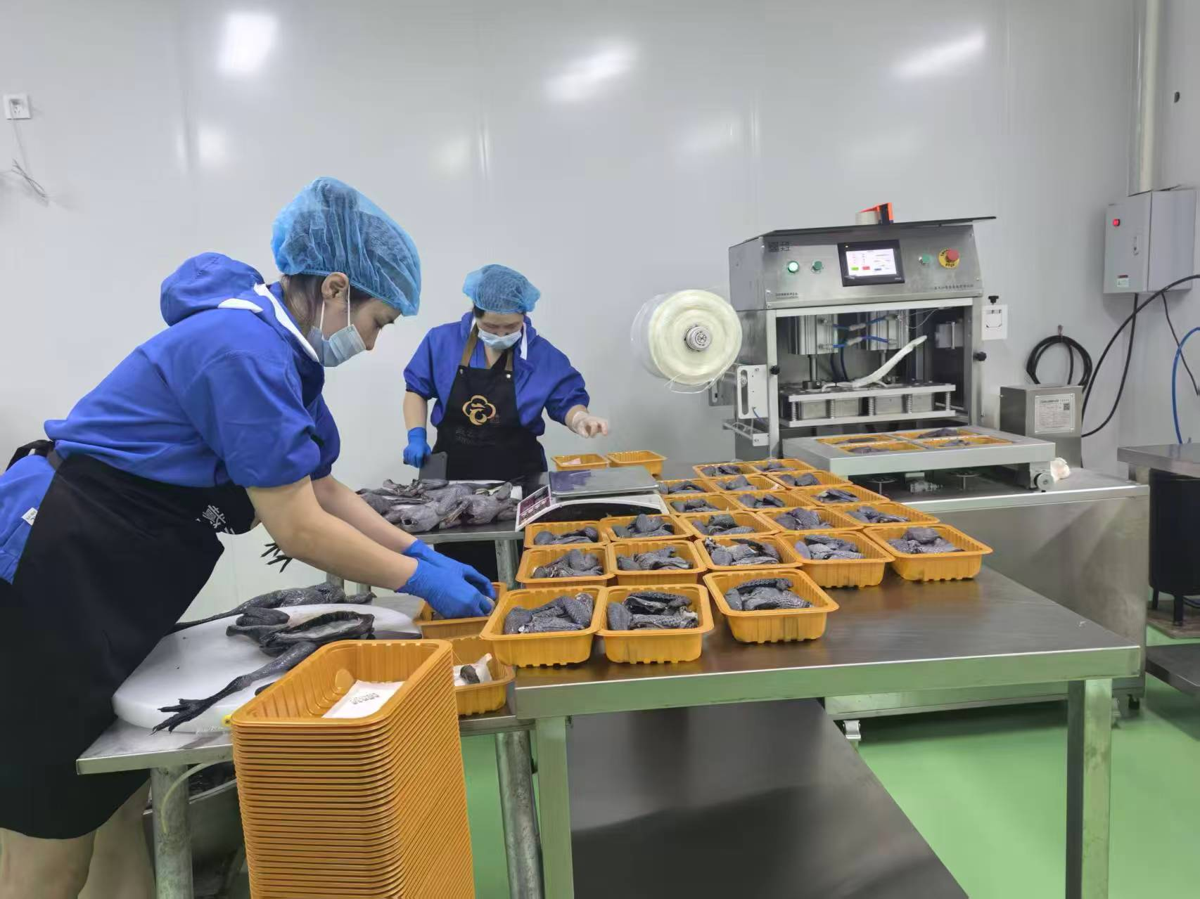 德化益家农业有限公司员工进行黑鸡切块、配料包装 曾宪仲拍摄