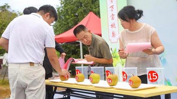 三明建宁溪口镇首届桃梨争霸赛火热开赛