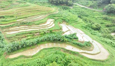 平和大溪：全镇抢农时 山田披新绿