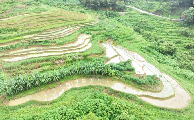 平和大溪：全镇抢农时 山田披新绿